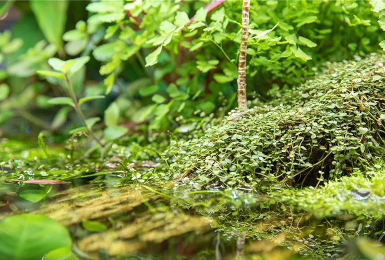 Wasserpflanzen Wasserpflanzen