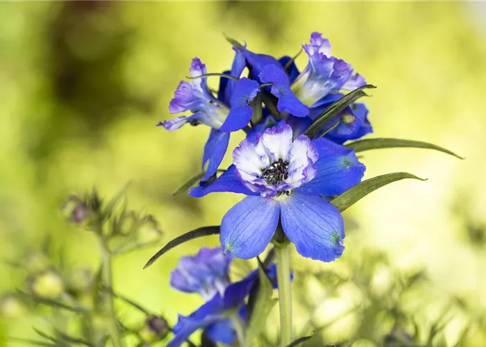 Blumenbeete in Blau und Violett