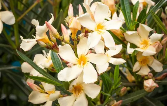 Oleander – Blütenpracht bei richtiger Pflege Oleander – Blütenpracht bei richtiger Pflege