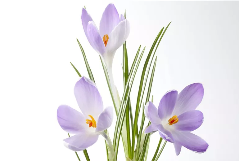 Crocus