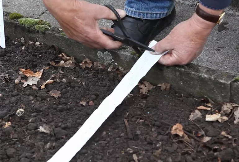 Asia-Salat - Auslegen von Saatbändern (Anleitung - 3) Asia-Salat - Auslegen von Saatbändern (Anleitung - 3)