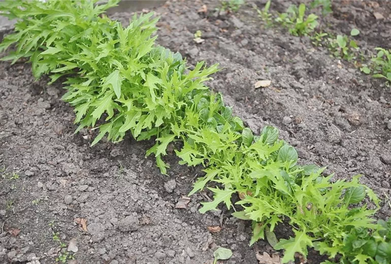 Asia Salat - Auslegen von Saatbändern (thumbnail) Asia Salat - Auslegen von Saatbändern (thumbnail)