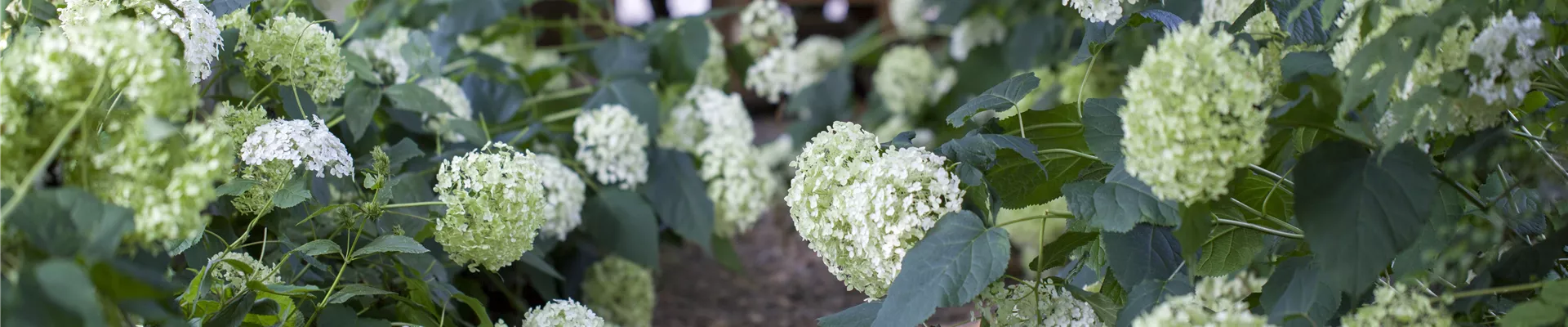 Hydrangea arborescens 'Annabelle' Hydrangea arborescens 'Annabelle'