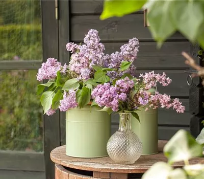 Flieder in der Vase