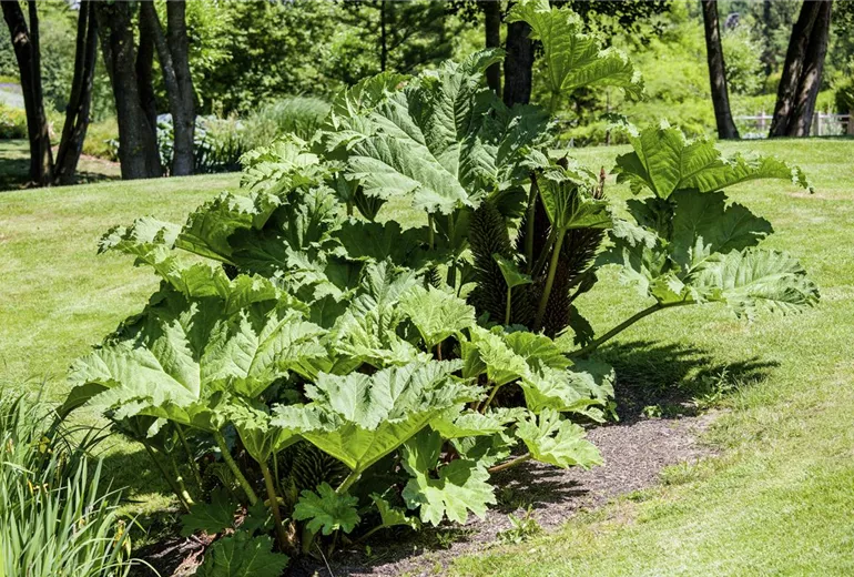 Gunnera manicata Gunnera manicata