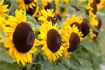 Der goldene Herbst wird bunt: die Top 8 der Herbstblumen