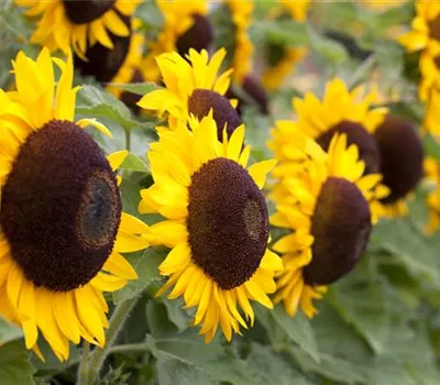 Der goldene Herbst wird bunt: die Top 8 der Herbstblumen Der goldene Herbst wird bunt: die Top 8 der Herbstblumen