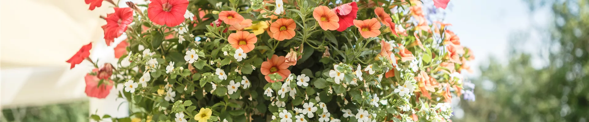 Ampelpflanzen Ampelpflanzen