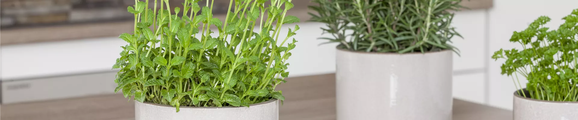 Mentha x piperita Mentha x piperita