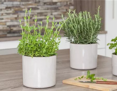 Besondere Kräuter mit ganz besonderen Aromen