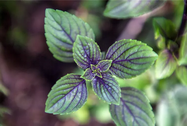 Mentha x piperita 'Chocolate' Mentha x piperita 'Chocolate'