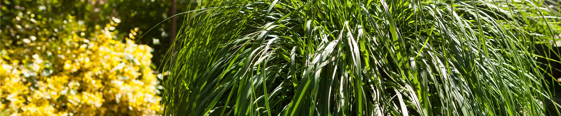 Pennisetum alopecuroides Pennisetum alopecuroides