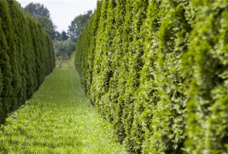 Thuja occidentalis 'Smaragd' Thuja occidentalis 'Smaragd'