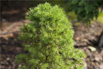 Zwergkoniferen - klein aber fein