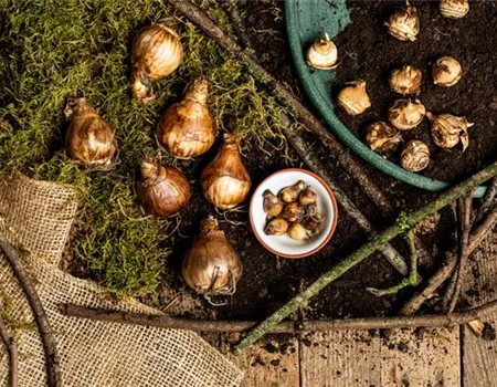 Ab in die Kiste – Blumenzwiebeln und Knollen einlagern