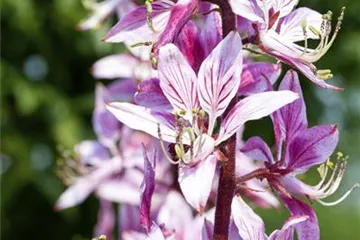 Diptam – Der brennende Busch im Garten Diptam – Der brennende Busch im Garten