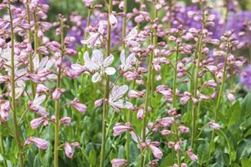 Diptam – wenn eine Pflanze Feuer fängt Diptam – wenn eine Pflanze Feuer fängt