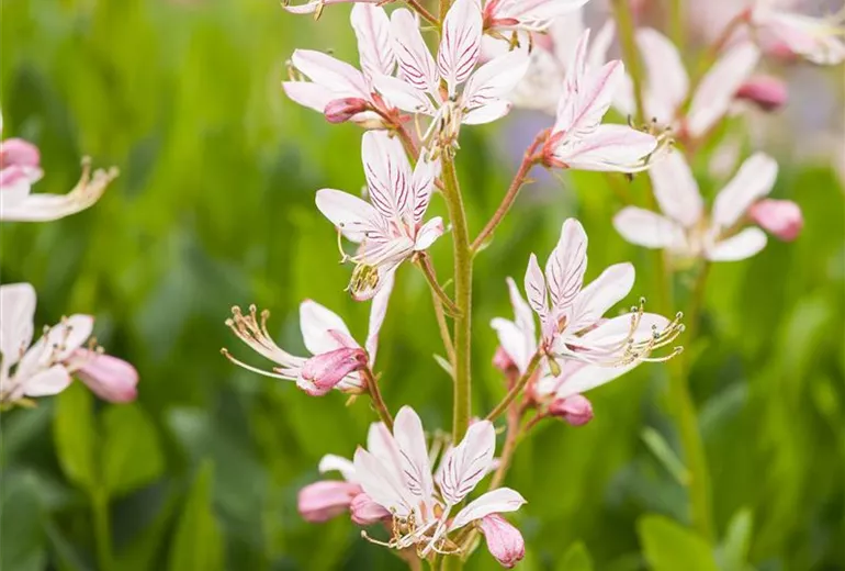 Dictamnus albus Dictamnus albus