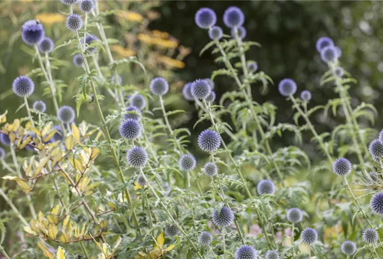 Echinops ritro