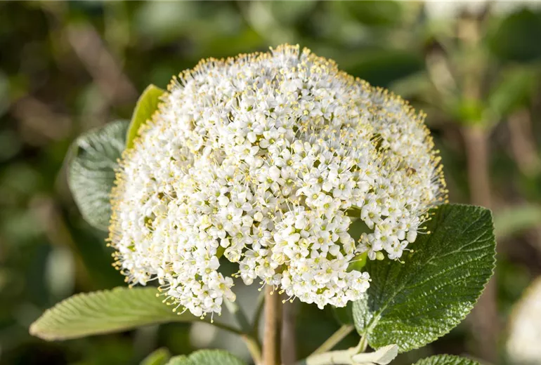 Viburnum Viburnum