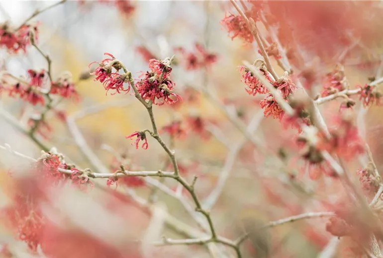 Hamamelis mollis Hamamelis mollis