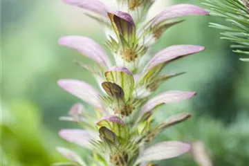 Strukturpflanzen als Architekten im Garten