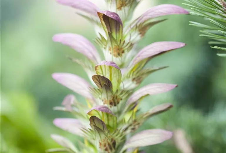 Acanthus hungaricus Acanthus hungaricus