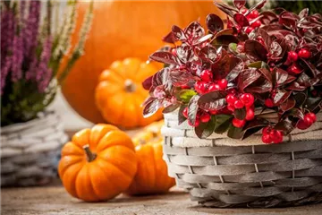 Die Haustür als Visitenkarte – Ideen für die herbstliche Dekoration