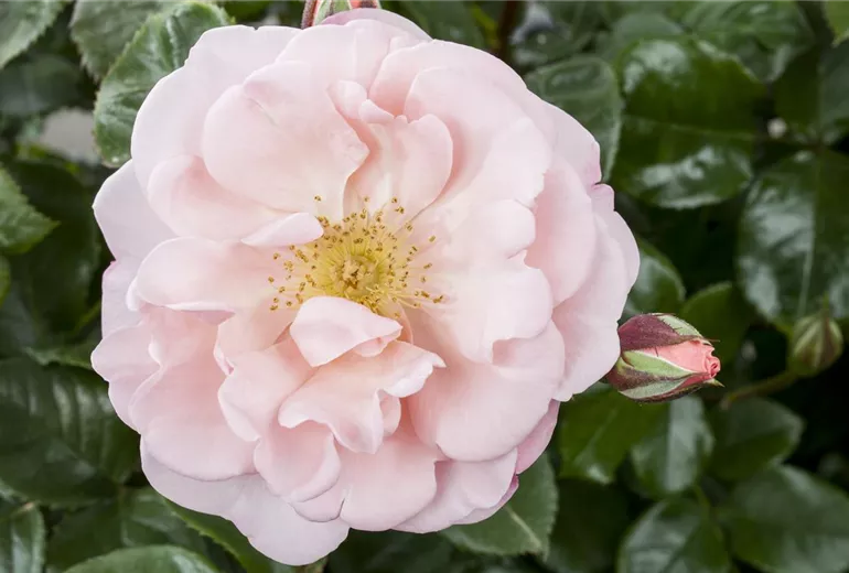 Rosa Rosa
