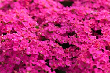 Feuer und Pflanze - Das Flammende Käthchen Feuer und Pflanze - Das Flammende Käthchen