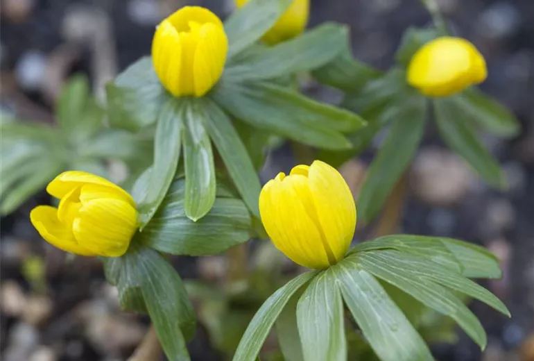 Eranthis hyemalis Eranthis hyemalis