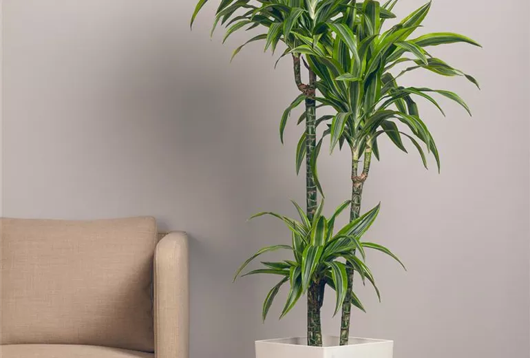 Dracaena fragrans 'Lemon Lime'