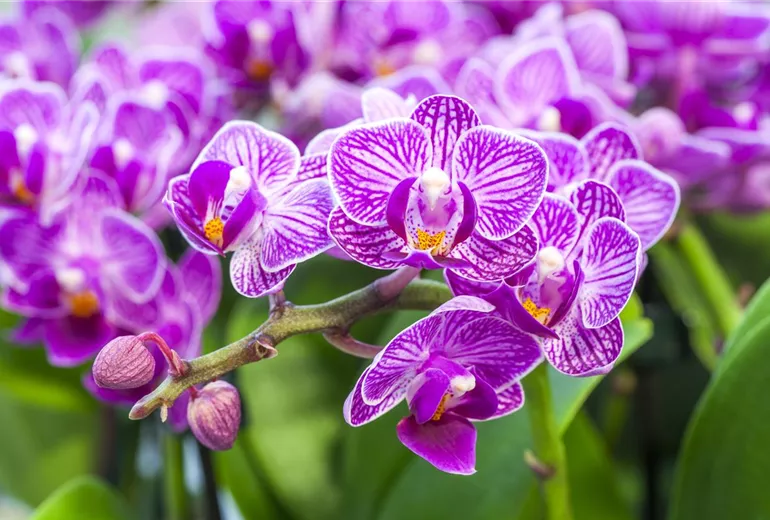 Phalaenopsis, lila-weiß
