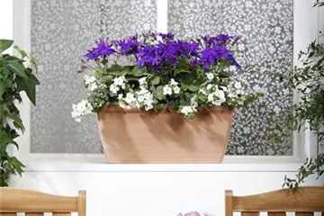 Der Winter wird grün: Winterharte Pflanzen für den Balkon Der Winter wird grün: Winterharte Pflanzen für den Balkon