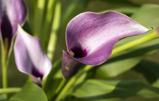 Frostempfindliche Schönheit: Calla überwintern Frostempfindliche Schönheit: Calla überwintern