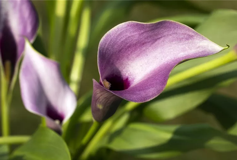 Zantedeschia aethiopica, lila Zantedeschia aethiopica, lila