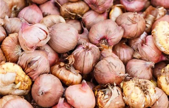 Rechtzeitig Sommerzwiebeln pflanzen Rechtzeitig Sommerzwiebeln pflanzen