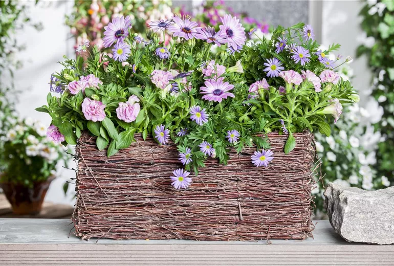 Osteospermum Osteospermum