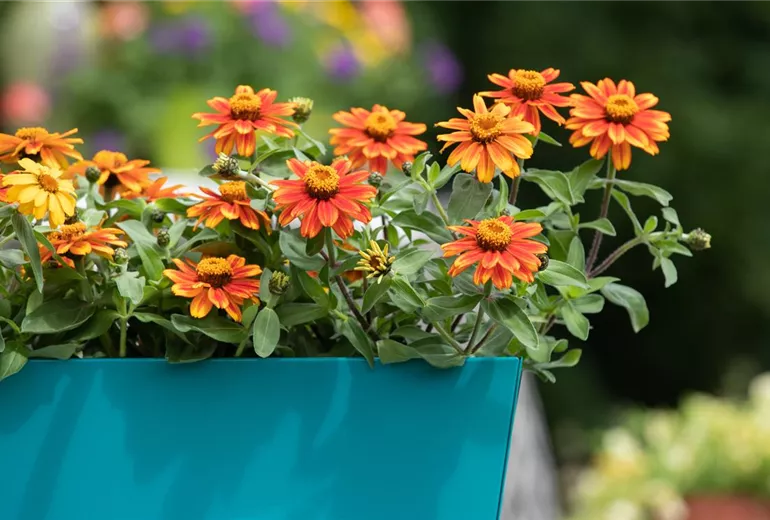 Zinnia haageana Zinnia haageana