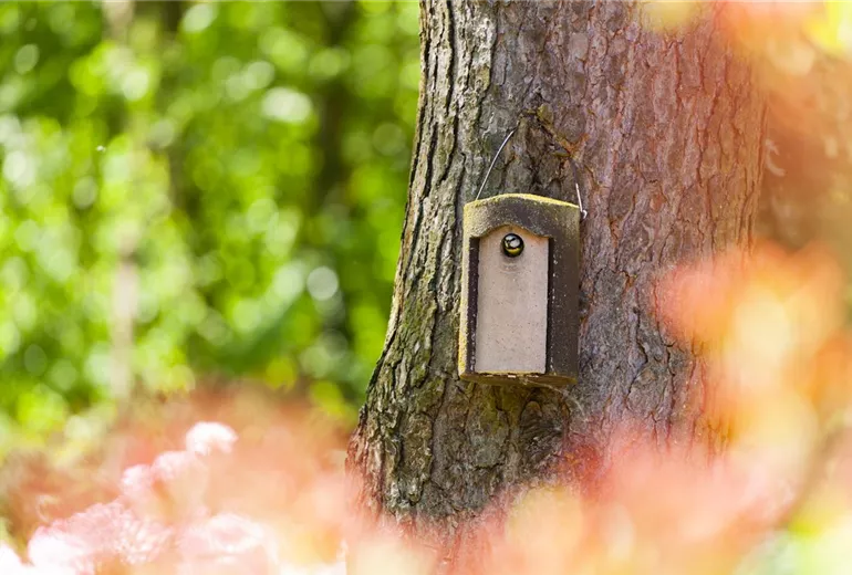 Blaumeise im Vogelhaus Blaumeise im Vogelhaus