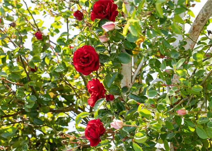 Veredelung von Rosen Veredelung von Rosen