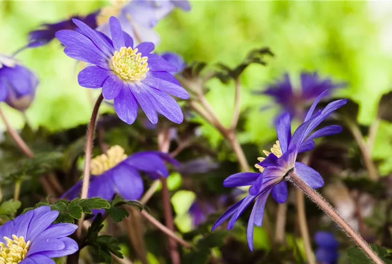 Anemone blanda, blau Anemone blanda, blau