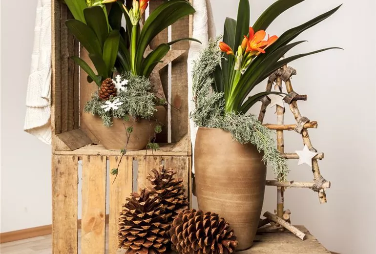 Clivia miniata Clivia miniata