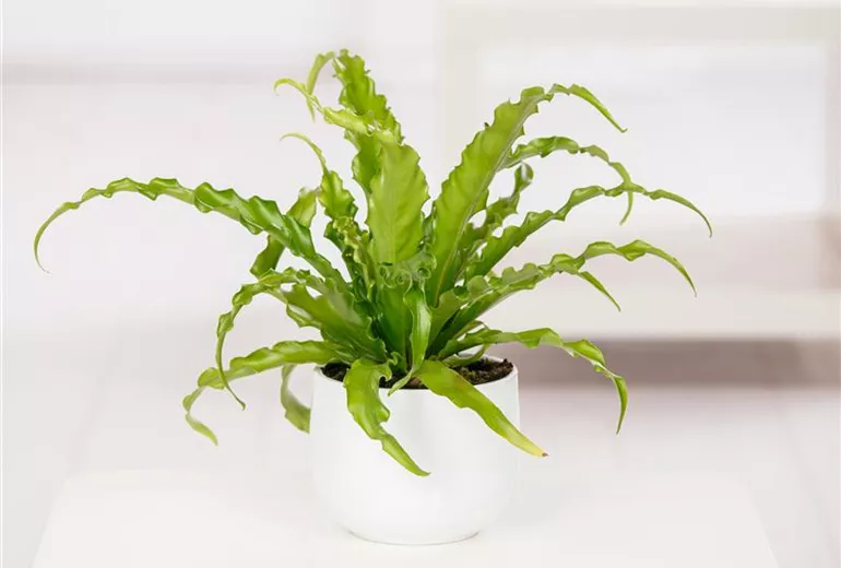 Asplenium nidus Asplenium nidus