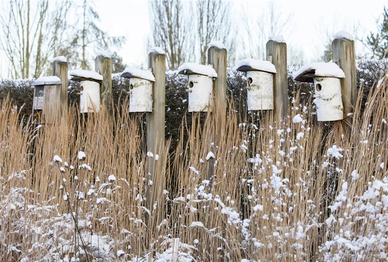Vogelhaus schneebedeckt
