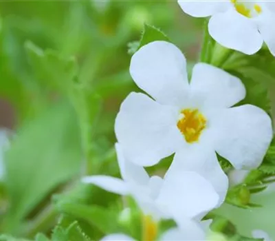 Fettblatt - Einpflanzen im Garten