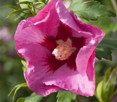 Hibiscus syriacus 'Pink Giant'