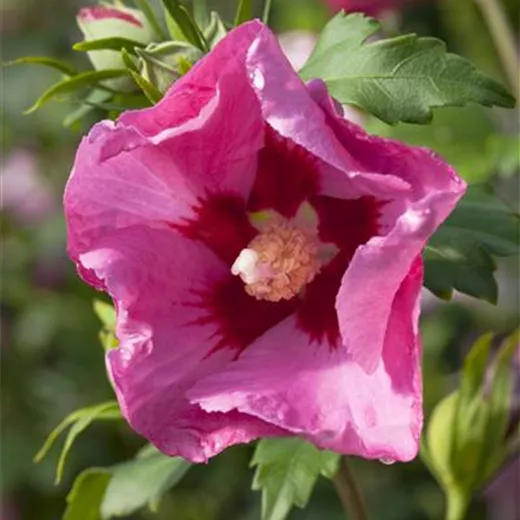 Hibiscus syriacus 'Pink Giant' Hibiscus syriacus 'Pink Giant'