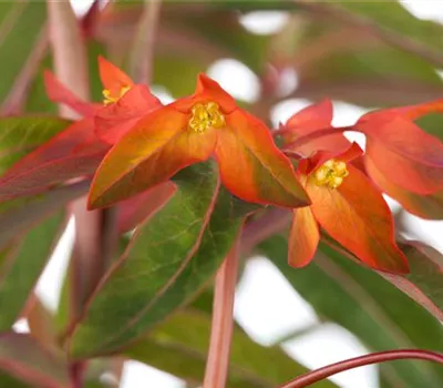 Euphorbia griffithii 'Fireglow'