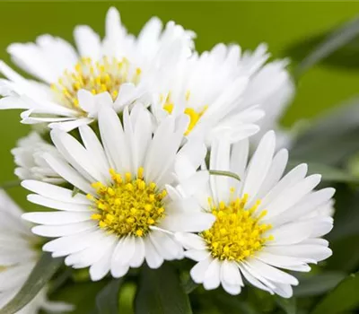 Aster alpinus 'Albus'